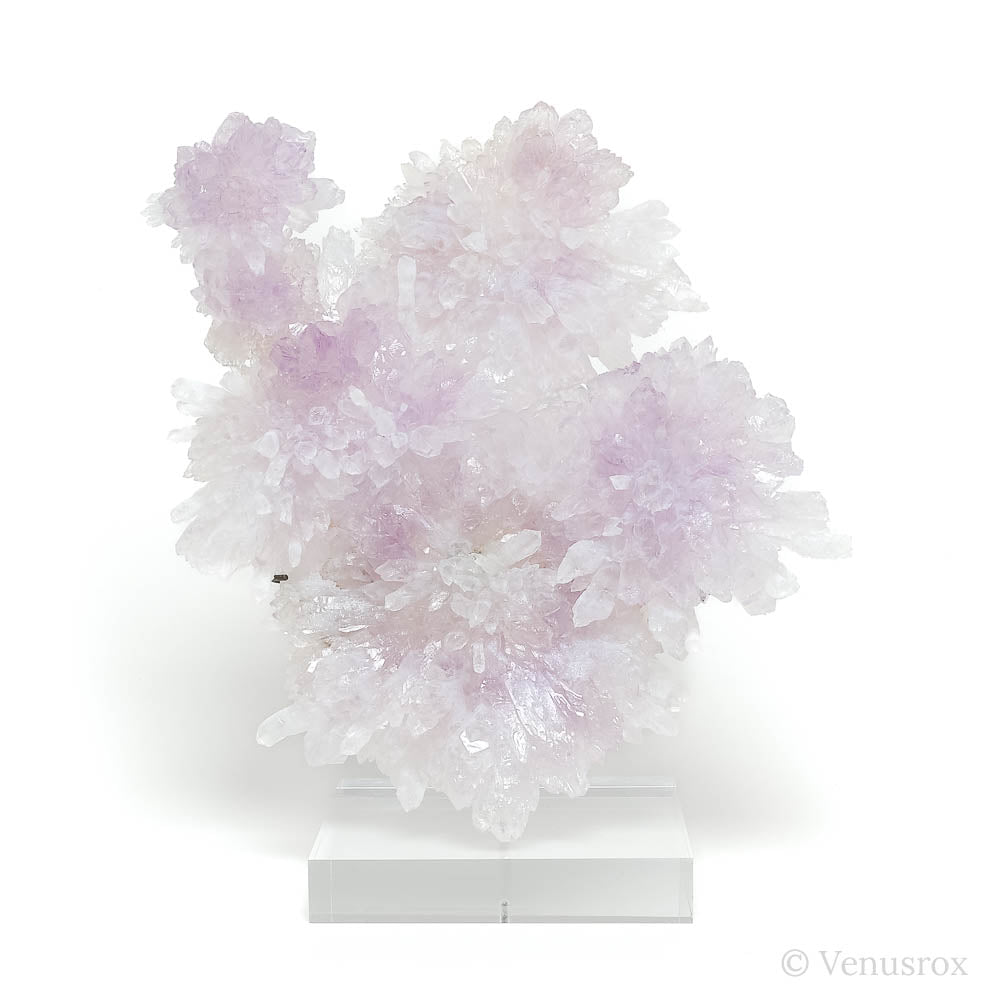 Amethyst Natural 'Flower' from Ametista do Sul, Alto Uruguai region, Rio Grande do Sul, Brazil, mounted on a bespoke stand | Venusrox
