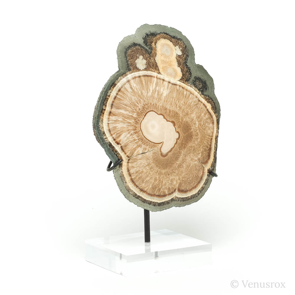 Barite & Marcasite Polished/Natural Crystal from the Lubin Mine, Silezia, Poland mounted on a bespoke stand | Venusrox