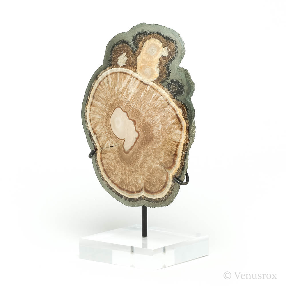 Barite & Marcasite Polished/Natural Crystal from the Lubin Mine, Silezia, Poland mounted on a bespoke stand | Venusrox