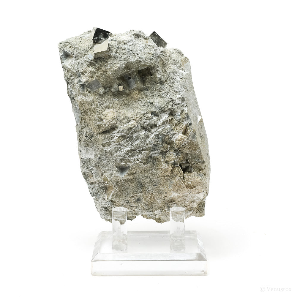 Pyrite Cubes in Matrix from Navajun, La Rioja, Spain mounted on a stand | Venusrox