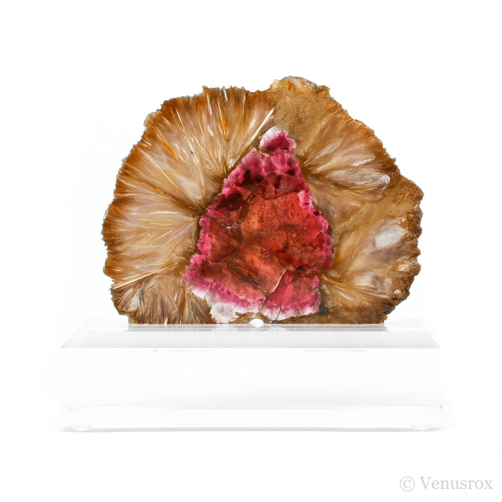 Pink Tourmaline with Mica Polished Slice from the Malkhan Pegmatite Field, Krasnyi Chikoy, Chitinskaya Oblast, Transbaikal, Eastern Siberia, Russia mounted on a bespoke stand | Venusrox