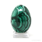 Malachite Polished Egg from the Democratic Republic of Congo | Venusrox