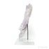 Amethyst Natural 'Flower' from Ametista do Sul, Alto Uruguai region, Rio Grande do Sul, Brazil, mounted on a bespoke stand | Venusrox