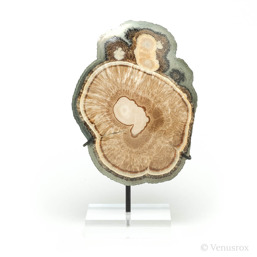 Barite & Marcasite Polished/Natural Crystal from the Lubin Mine, Silezia, Poland mounted on a bespoke stand | Venusrox