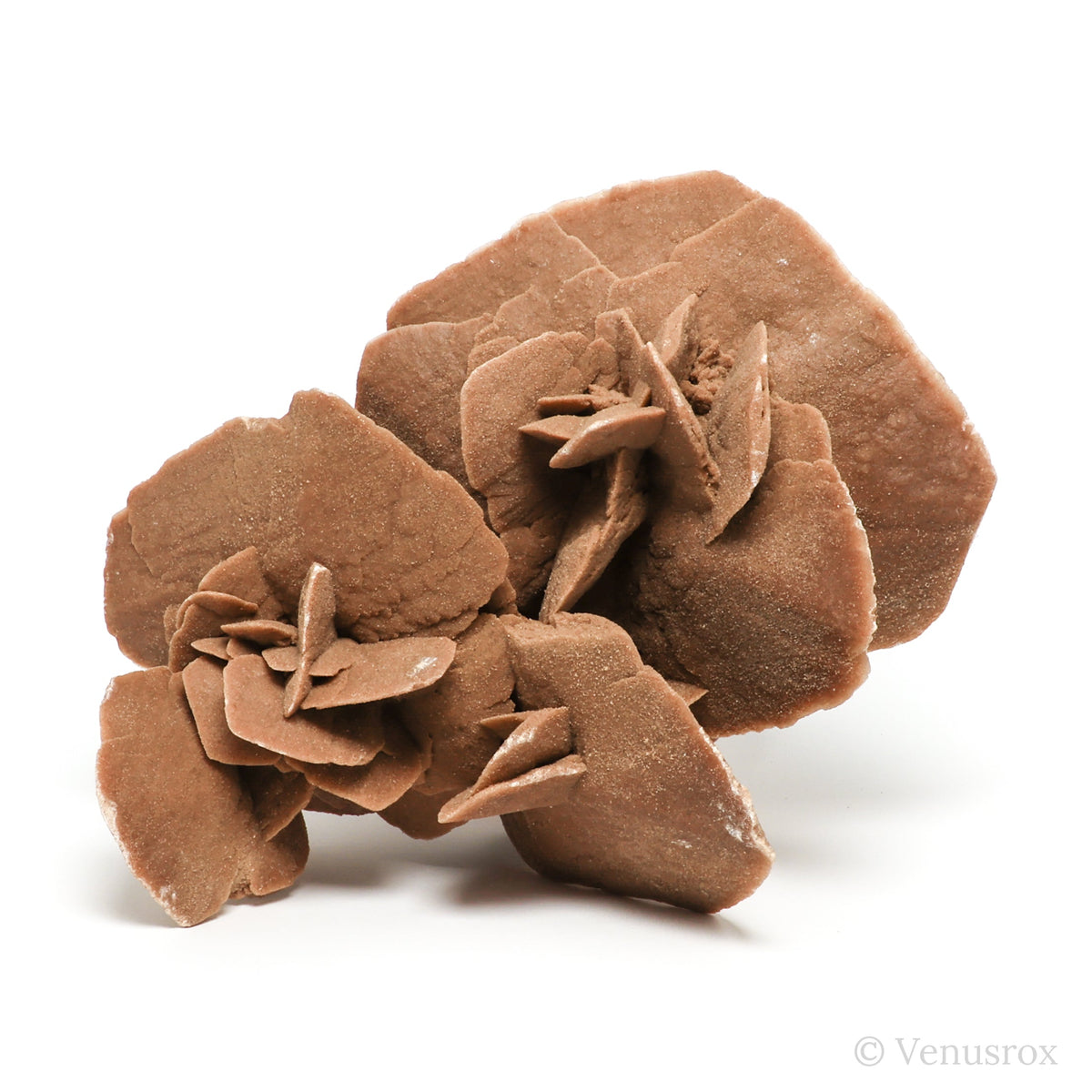 Desert Rose Natural Cluster from Tunisia mounted on a bespoke stand | Venusrox