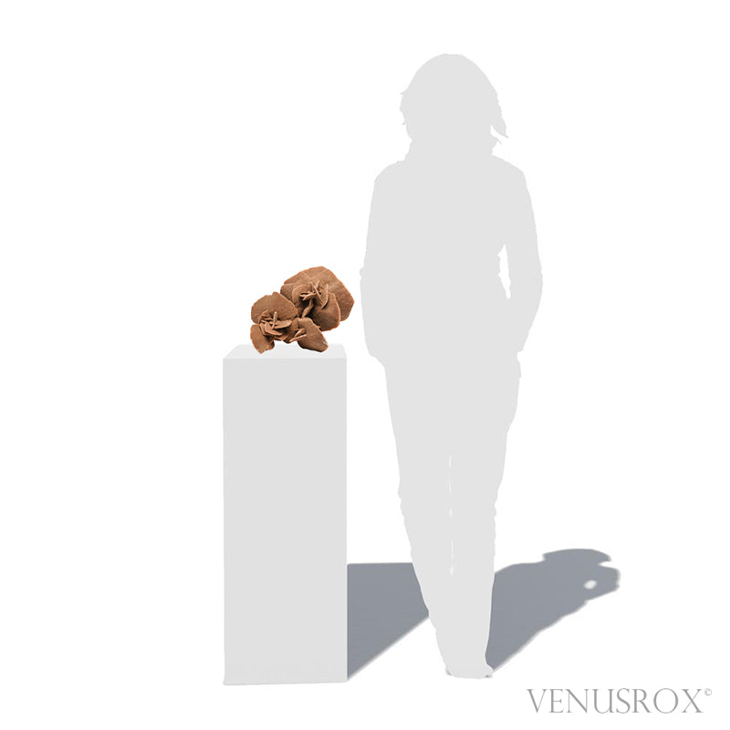 Desert Rose Natural Cluster from Tunisia mounted on a bespoke stand | Venusrox