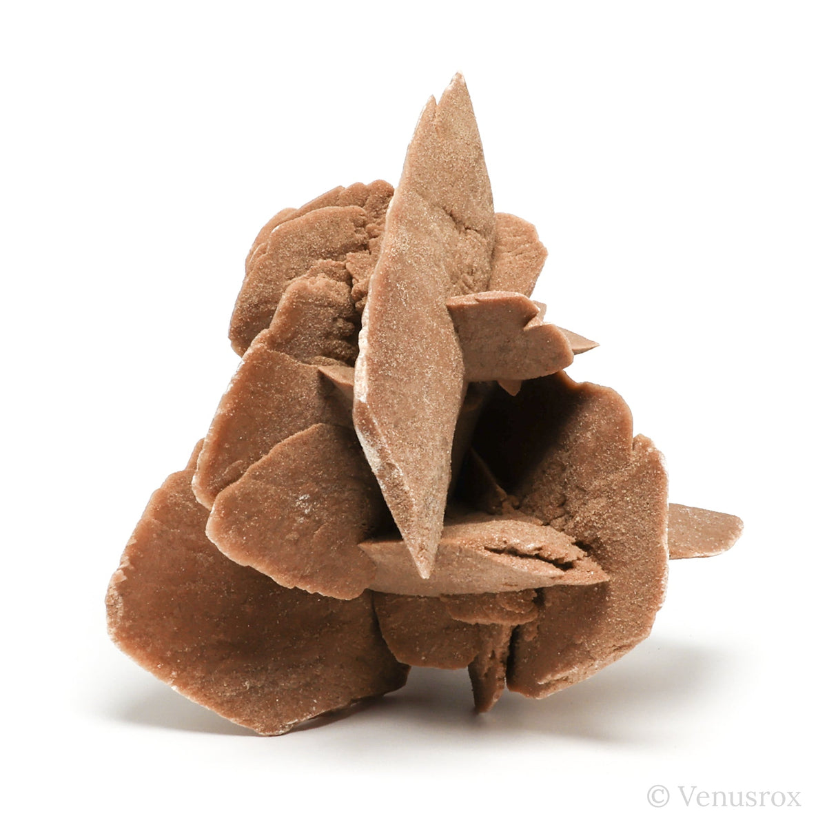Desert Rose Natural Cluster from Tunisia mounted on a bespoke stand | Venusrox