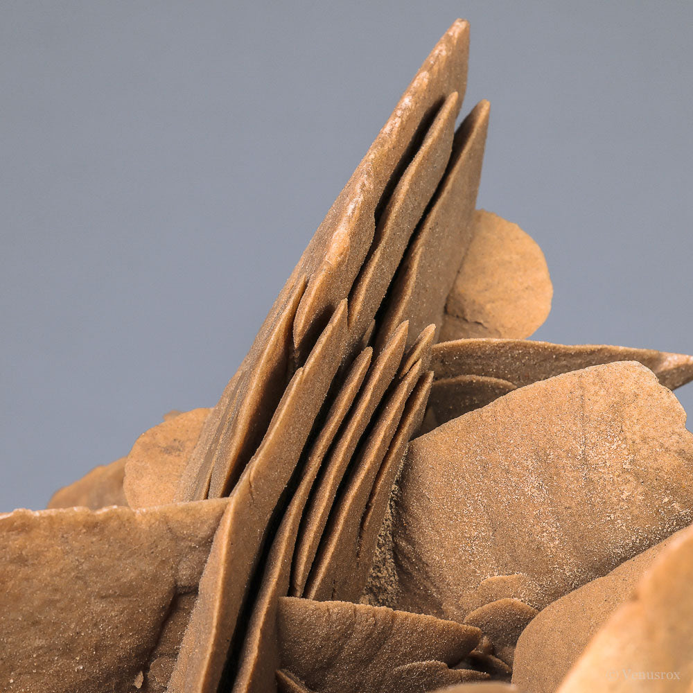 Desert Rose Natural Cluster | Venusrox