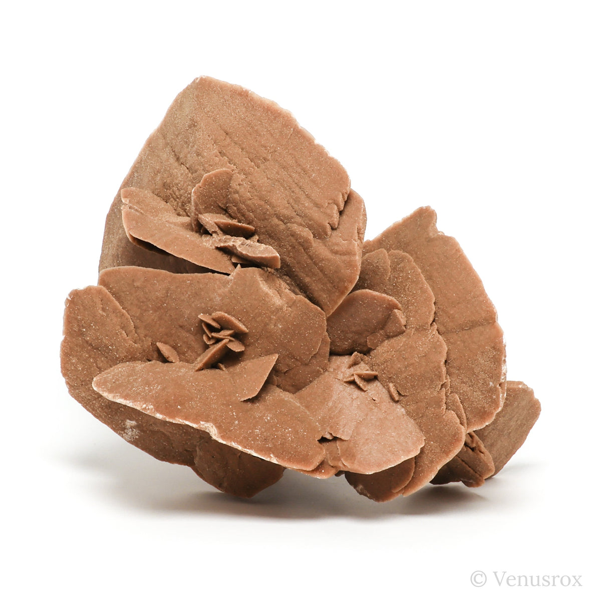 Desert Rose Natural Cluster from Tunisia mounted on a bespoke stand | Venusrox