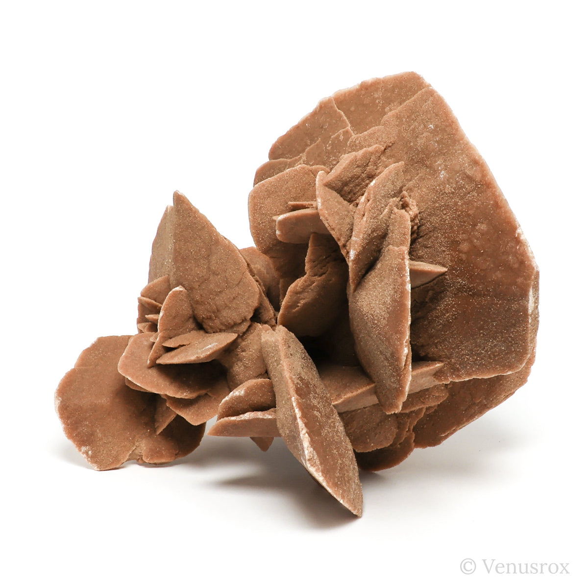 Desert Rose Natural Cluster from Tunisia mounted on a bespoke stand | Venusrox