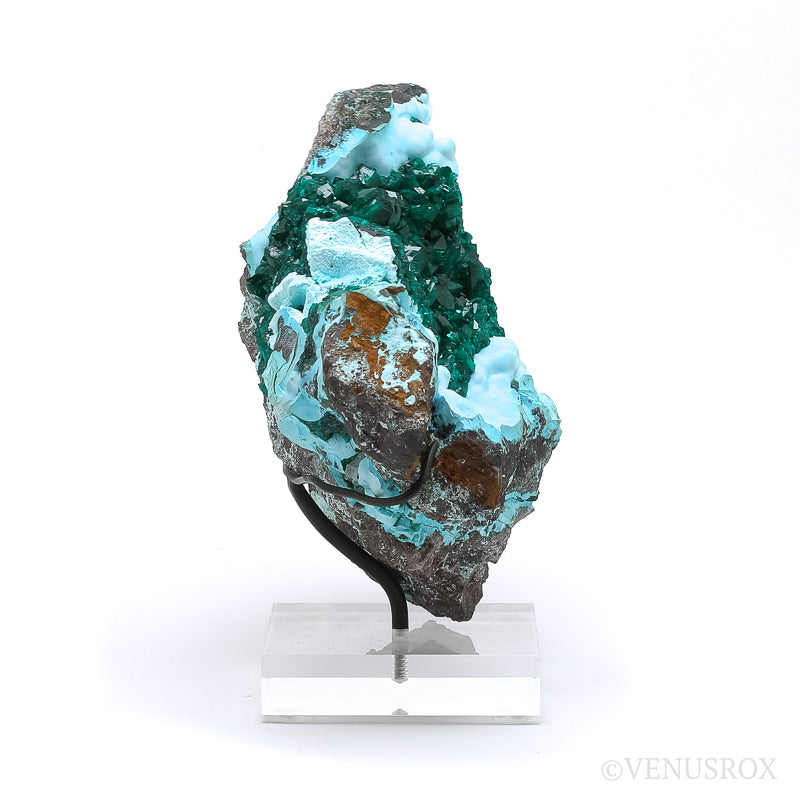 Dioptase with Chrysocolla on Matrix Natural Cluster | Venusrox