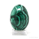 Malachite Polished Egg from the Democratic Republic of Congo | Venusrox