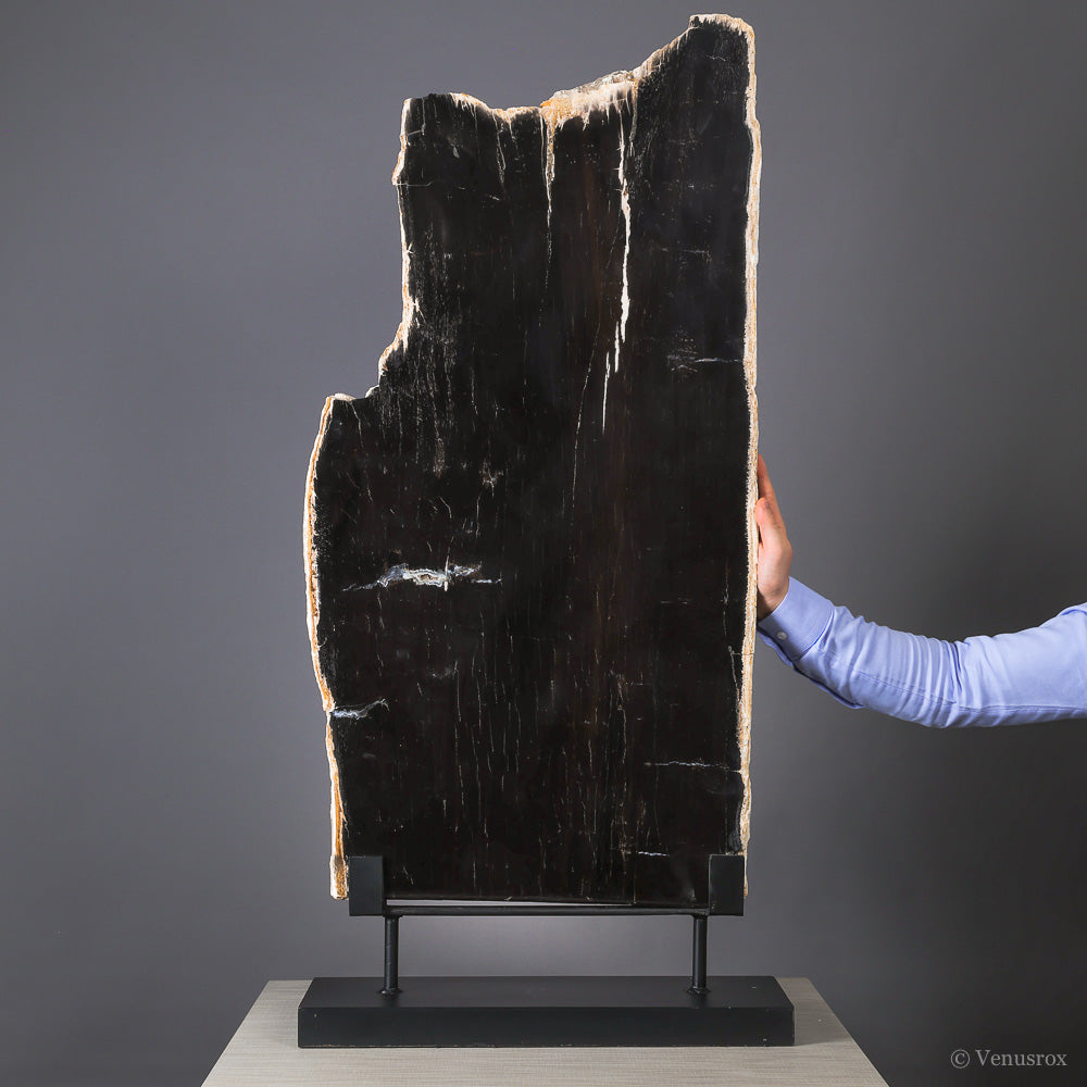 Petrified Wood Part Polished/Part Natural Slice from Indonesia mounted on a bespoke stand | Venusrox