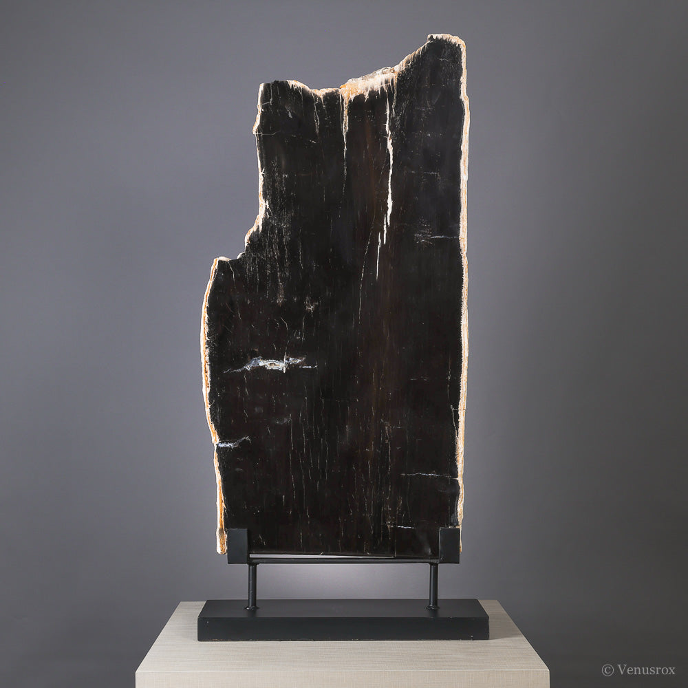 Petrified Wood Part Polished/Part Natural Slice from Indonesia mounted on a bespoke stand | Venusrox